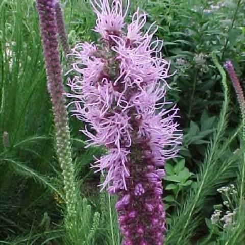 Liatris pycnostachya, lavender flower spike