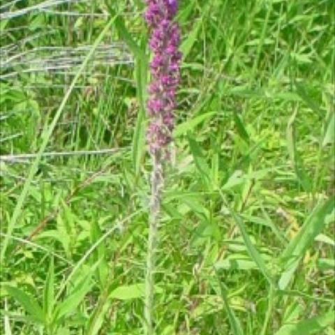 Liatris pycnostachya, lavender very tall flower spike