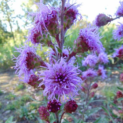 Liatris ligulistylis, close up of the lavender button flowers on vertical spikes