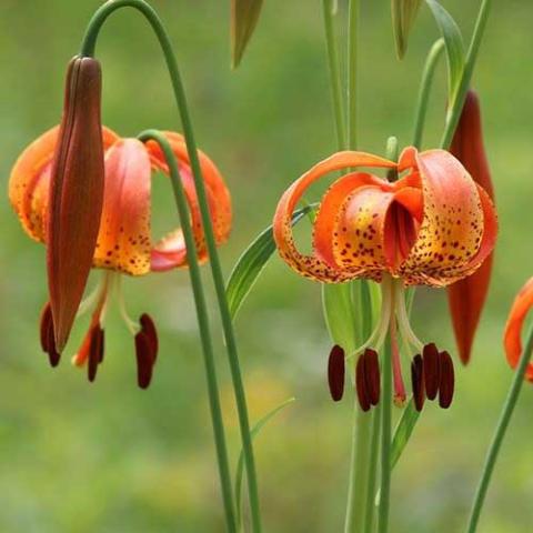 Lilium michiganense, orange recurved lily with dark spots and prominent stamens