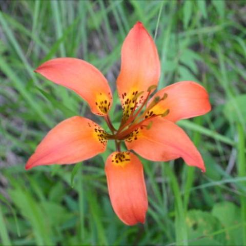Lilium philadelphicum, orange six-petaled lily