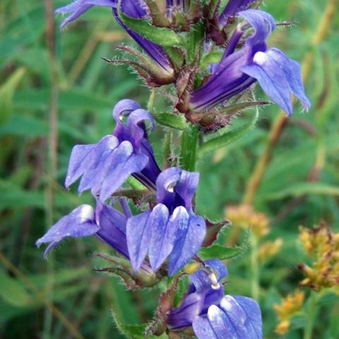 Lobelia siphilitica, blue-purple petals