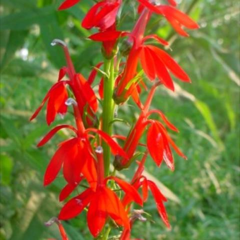 Lobelia cardinalis, bright red flowers