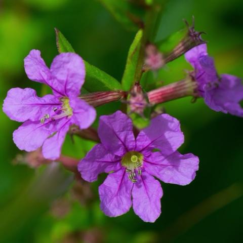 Lythrum alatum, reddish lavender six-petaled flowers