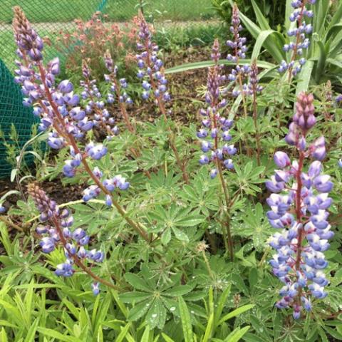 Lupinus perennis, lavender pea-like flowers, divided foliage