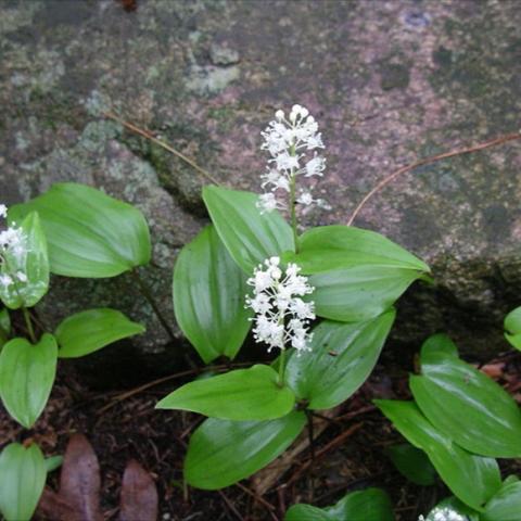 Maianthemum canadense, wide green leaves, small white flower spikes