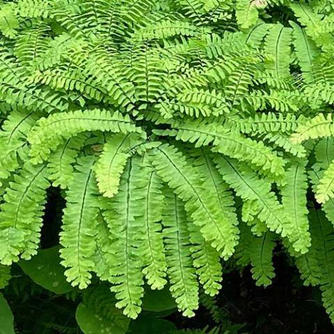 Adiantum pedatum, tiers of delicate fronds held horizontally