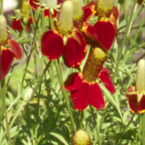 Ratibida columnifera, red-petaled coneflowers with elongated centers