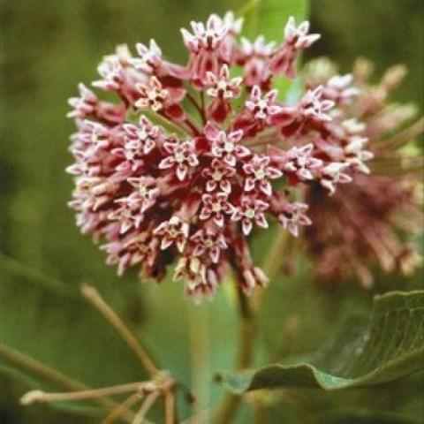 Asclepias sullivanti, pink rounded umbel