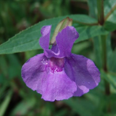 Mimulus ringens, bright purple flower