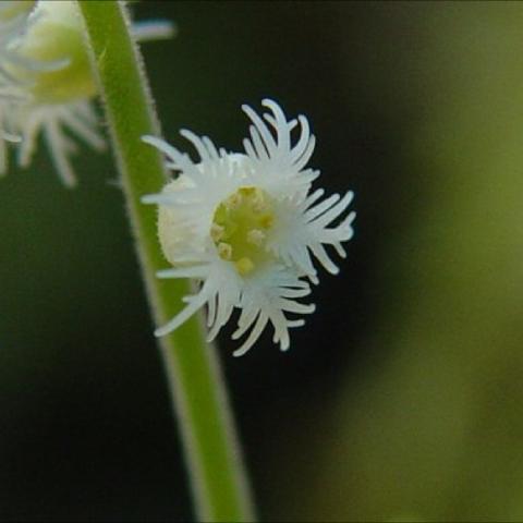 Mitella diphylla close up of the fringed white flower