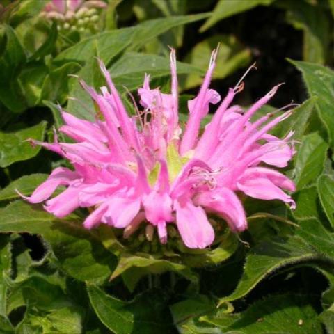 Monarda 'Petite Wonder', bright pink crown-like flower