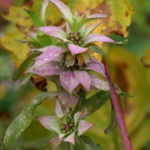 Monarda punctata, pink whorls around a central stem