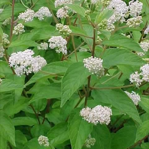 New Jersey Tea, white flower heads 