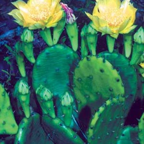 Opuntia humifusua, green pads and yellow flowers