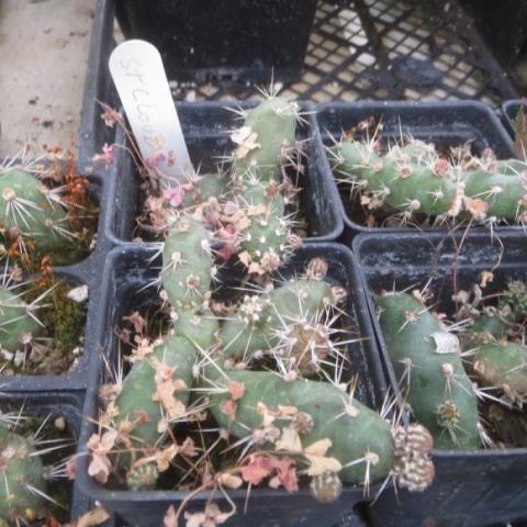 Opuntia from St. Cloud