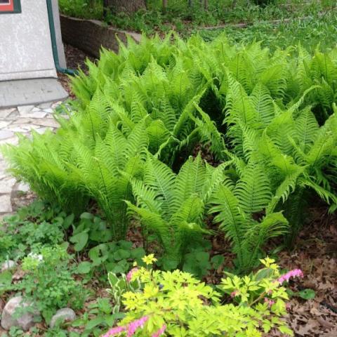 Ostrich ferns, fully open