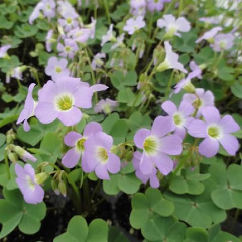 Oxalis violacea, green clover and lavender simple flowers
