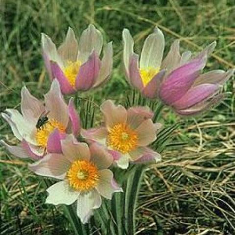 Native pasque flower, pink and white blooms white yellow centers
