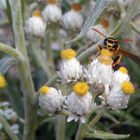 Anaphalis margaritacea, closeup of white and yellow flowers