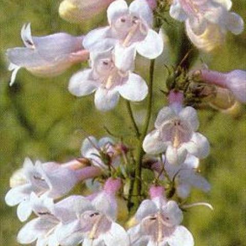 Penstemon digitalis, white tubular flowers