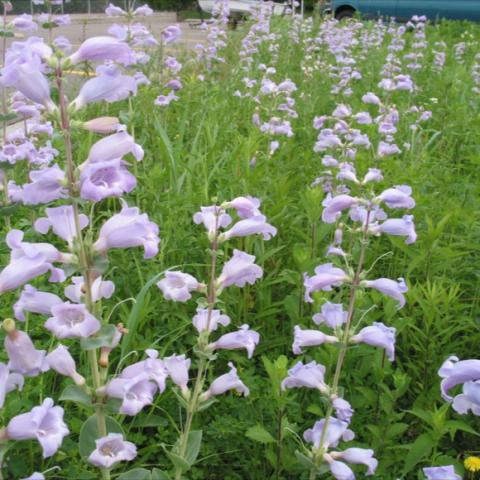Penstemon grandiflorus, light lavender sculptural flowers