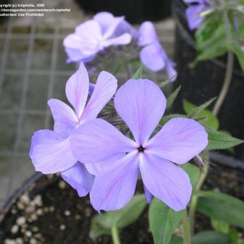 Blue Moon Phlox divaricata, blue-lavender 5-petaled flat flowers