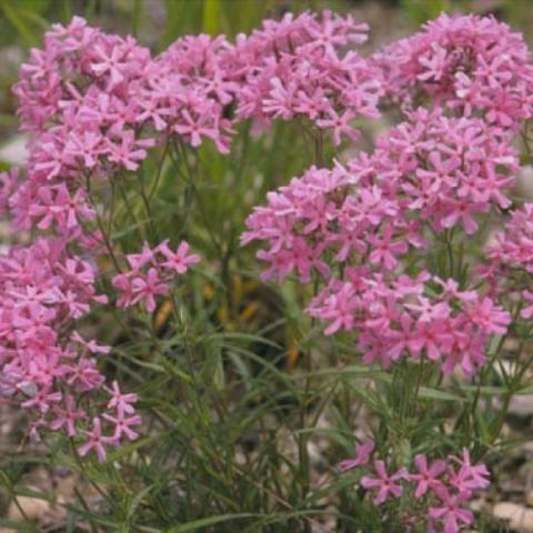 Phlox pilosa, many medium pink flowers