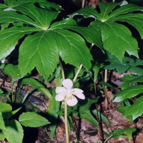 Podophyllum peltatum in flower, white single below umbrella leaves
