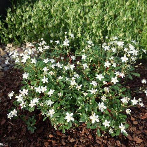 Potentilla tridentata, green groundcover and small white flowers