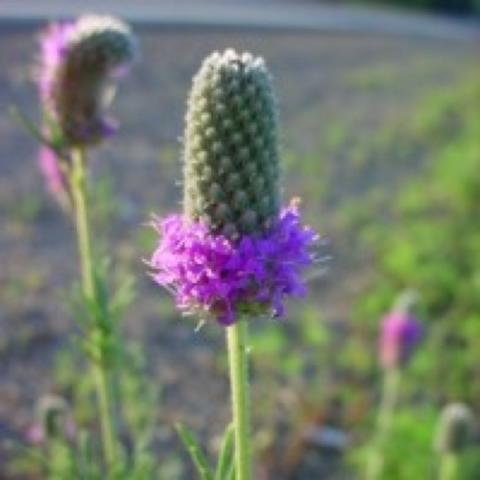 Purple Prairie Clover, unique thimble flowers with bright lavender