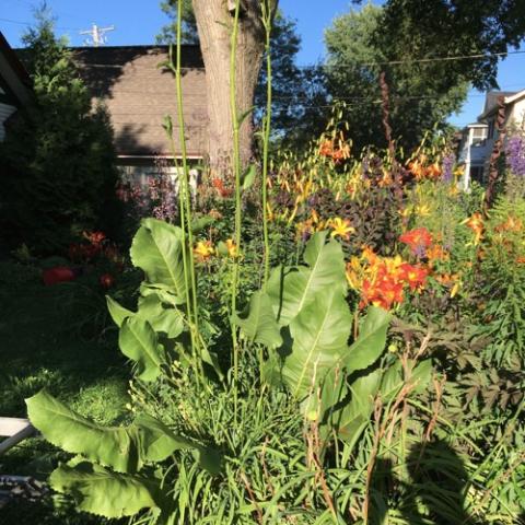 Silphium terebinthinaceum, huge green rough leaves