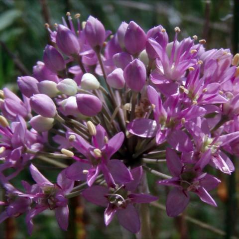 Allium stellatum dark lavender flower head