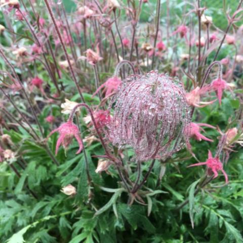 Geum triflorum, whispy seedhead