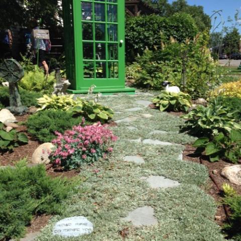 Antennaria planted around stepping stones, making a silvery path
