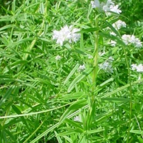 Pycnanthemum virginianum, whitish wildflower