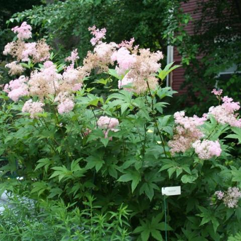 Filipendula rubra, fluffy clouds of light pink flowers