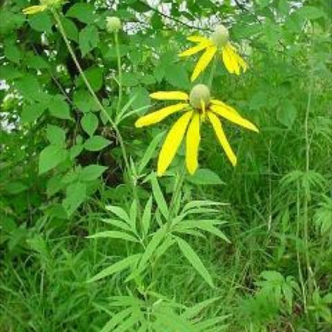 Ratibida pinnata, yellow downflexed daisies with long petals