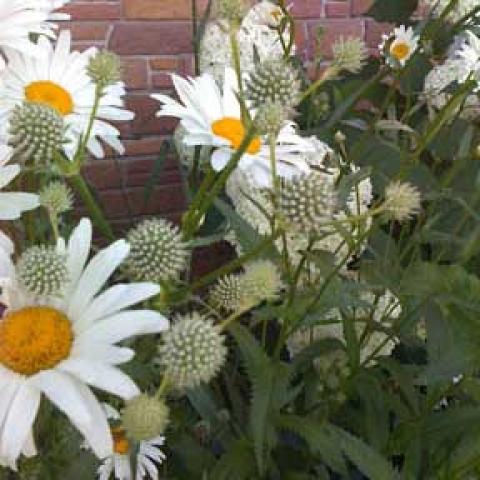 Eryngium yuccafolium, green-white spiked flower heads mixed with daisies