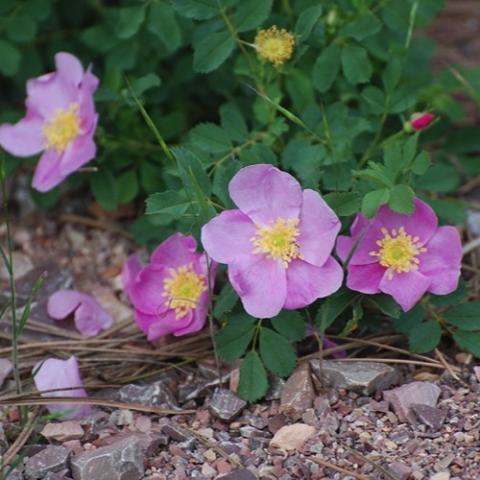 Rosa blanda, single pink flowers with yellow centers