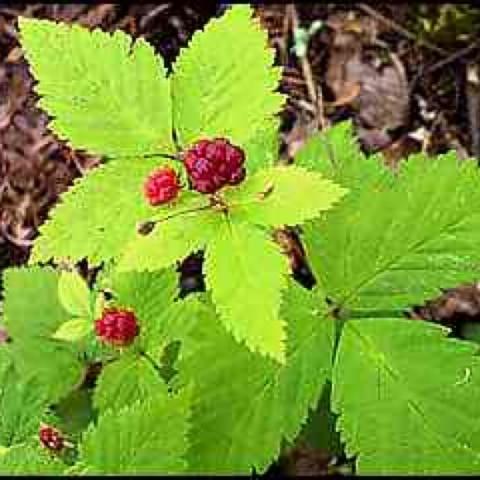Rubus pubescens, bright green toothed leavs and red fruit