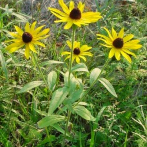 Rudbeckia hirta, classic black eyed susans