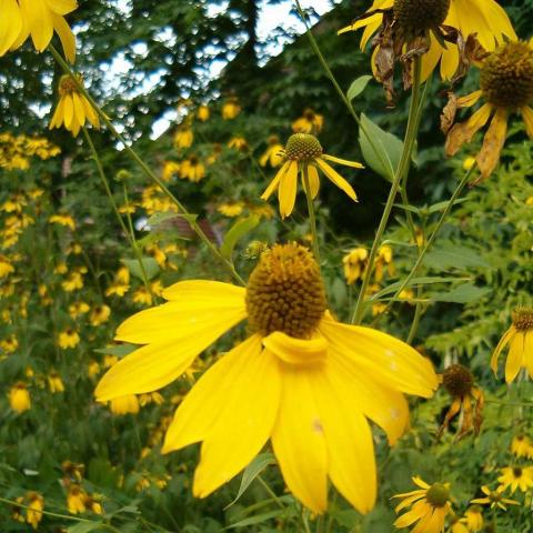 Rudbeckia laciniata, single yellow down-flexed petals and rough green leaves