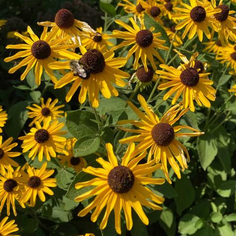 Rudbeckia subtomentosa, classic black eyed susan