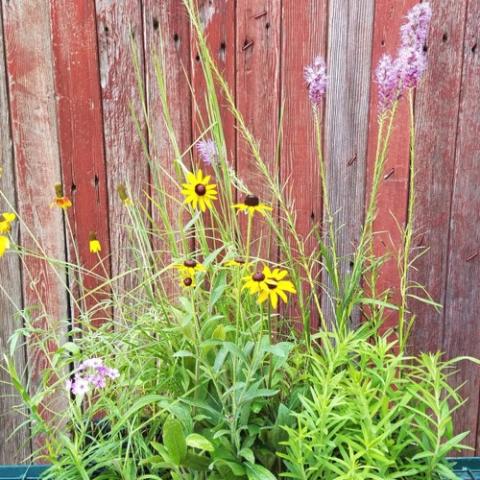 Mixed flat of native plants selected for rusty patched bumble bee habitat