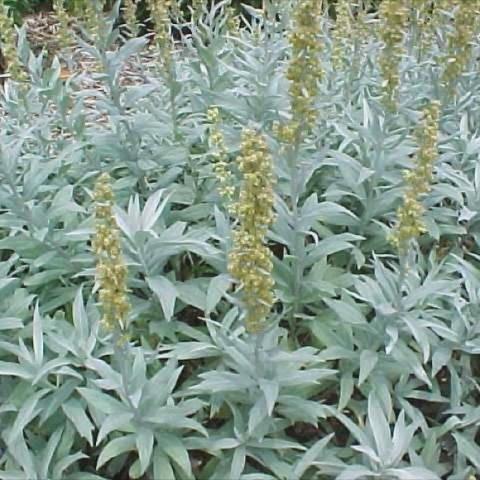 Artemisia 'Valerie Finnis', silver leaves and yellow vertical flower spikes