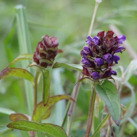 Prunella vulgaris, purple flower heads