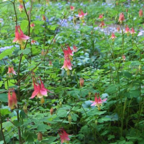 Wild columbine in a woodland area