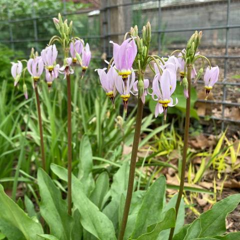 Dodecatheon meadia, clusters of light pink flowers with pointed faces