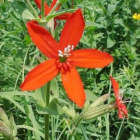 Silene regia, red campion flower
